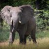 elephant-5881438_1280 (1)